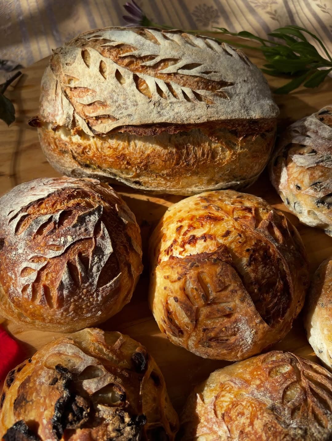Sourdough Near Wildomar, CA — Anina's Home Kitchen